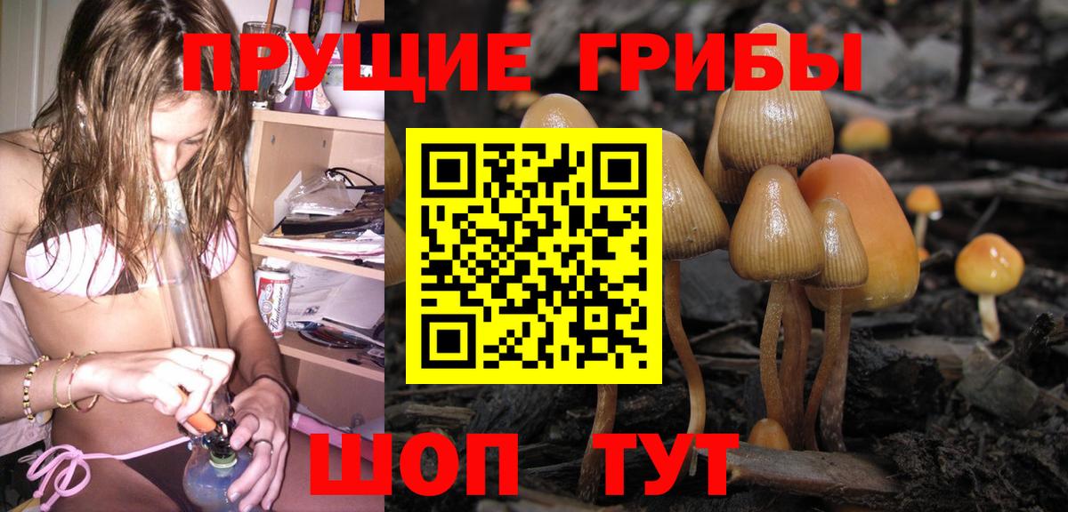 Псилоцибиновые грибы мицелий Тосно