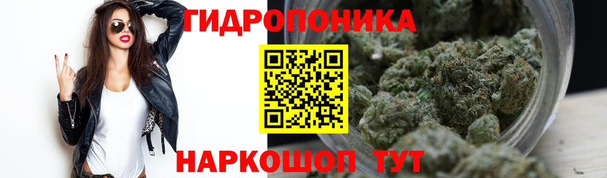 Конопля планчик Тосно